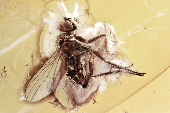 Detailed Fossil Long-Legged Fly (Dolichopodidae) in Baltic Amber #357819